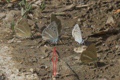 Polyommatus phyllis