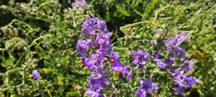 Solanum pinnatum