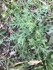 Senecio bathurstianus