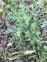 Senecio bathurstianus
