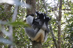 Indri indri