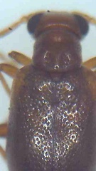 Zenascus roberti