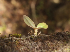 Drymoanthus adversus