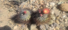 Eriosyce spinosior