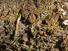 Drymoanthus adversus