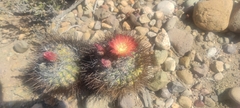 Eriosyce spinosior