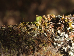 Drymoanthus adversus