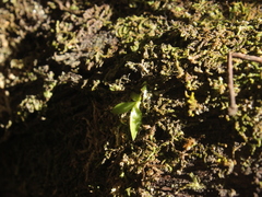 Drymoanthus adversus