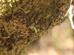 Drymoanthus adversus