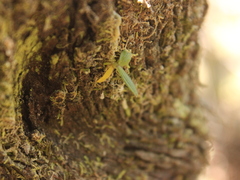 Drymoanthus adversus