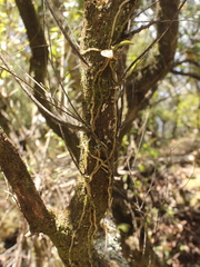 Drymoanthus adversus