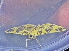 Glycythyma