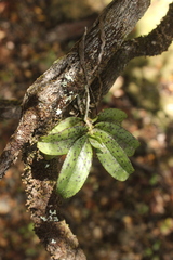 Drymoanthus flavus