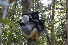 Indri indri