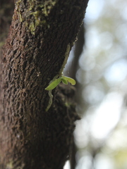 Drymoanthus adversus
