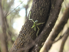 Drymoanthus adversus