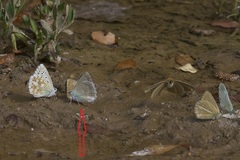 Polyommatus daphnis versicolor