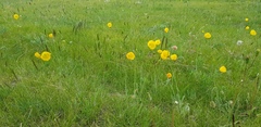 Papaver setosum