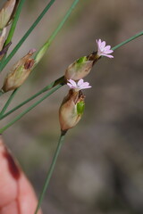 Petrorhagia nanteuilii