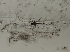 Steatoda grossa