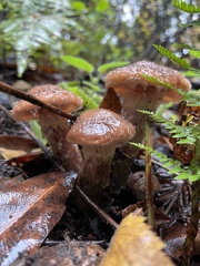 Armillaria sinapina