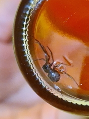 Steatoda grossa