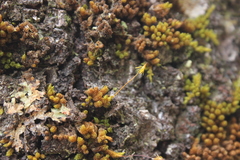 Macromitrium