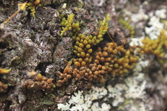 Macromitrium