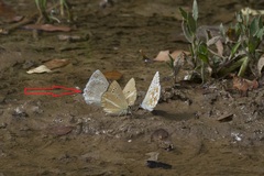 Polyommatus daphnis versicolor