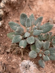 Chamaechaenactis scaposa