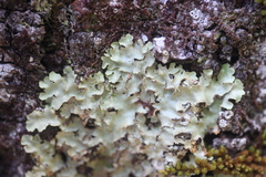 Pseudocyphellaria glabra