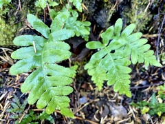Polypodium californicum