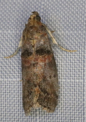 Acrobasis angusella
