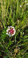 Stellera chamaejasme