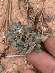 Chamaechaenactis scaposa