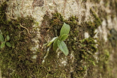 Drymoanthus flavus
