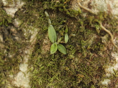 Drymoanthus flavus