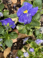 Viola tricolor