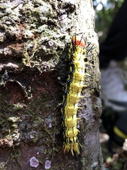 Dudusa synopla