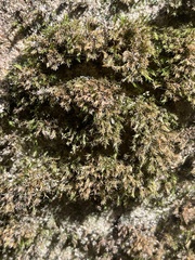 Eucladium verticillatum