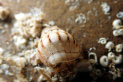 Ischnochiton cariosus