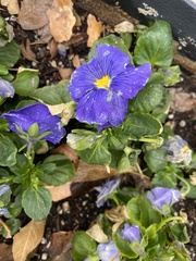 Viola tricolor