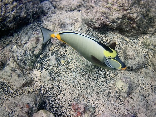 Pacific Orange-spine Unicornfish