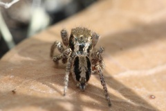 Habronattus