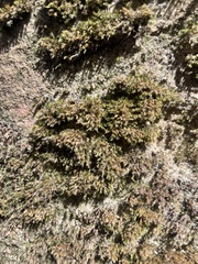 Eucladium verticillatum