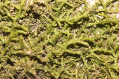 Frullania