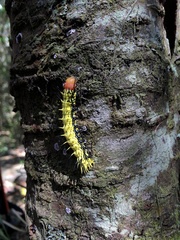 Dudusa synopla