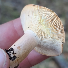 Lactarius xanthogalactus
