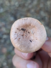 Lactarius xanthogalactus