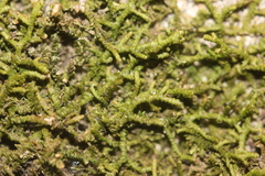 Frullania